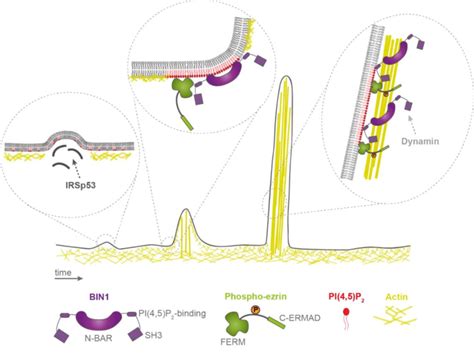 Model Of BIN1 Ezrin Mediated Formation Of Filopodia Like Protrusions At