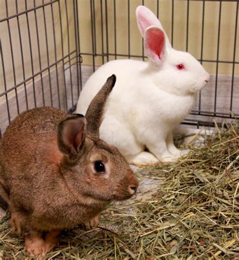 New Zealand Rabbits Need A Home Concord Nh Patch