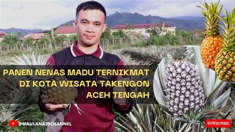 BERKUNJUNG KE KEBUN NANAS DI KOTA WISATA TAKENGON ACEH TENGAH