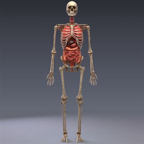 3D-Modell Menschliche Anatomie: animiertes Skelett und innere Organe, realistische Vray ...