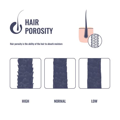 Hair Porosity 101 The Ultimate Guide The Mestiza Muse