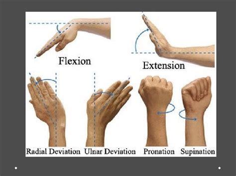 Anatomik Pozisyonlar Referans Dzlemler Ve Hareketler Anatomik Pozisyonlar