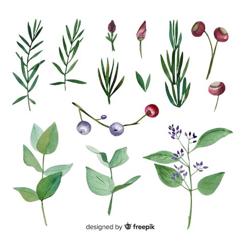 Free Vector Colorful Watercolor Floral Branch Collection