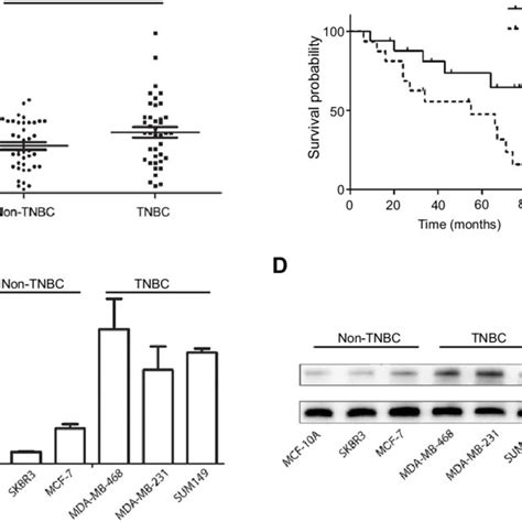 Mat2b Knockdown Inhibits Tnbc Cell Growth In Vivo A Effect Of Mat2b