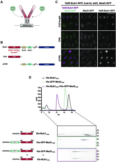 The Bub1 TPR Is Necessary And Sufficient For Mad3 Interaction And