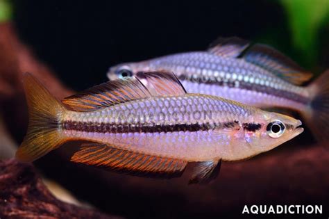 Black Banded Rainbowfish Melanotaenia Nigrans Fish Profile And Care Guide