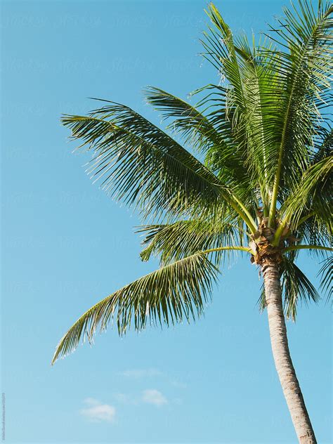 Palm Tree By Stocksy Contributor Kristin Duvall Stocksy