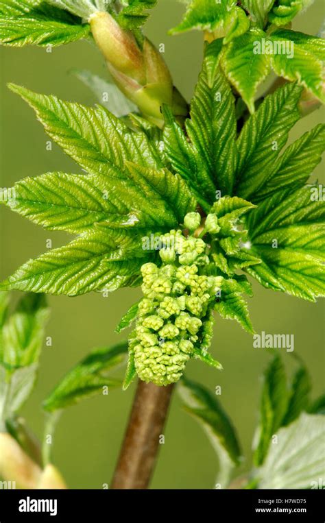 Sycamore Acer Pseudoplatanus Flower Netherlands Stock Photo Alamy