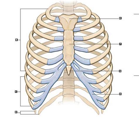 Ribs Diagram Quizlet