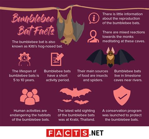 30 Adorable Facts About The Bumblebee Bat You Should Know - Facts.net