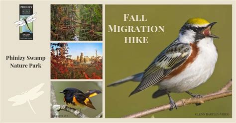 Fall Migration Bird Hike - Phinizy Center for Water Sciences