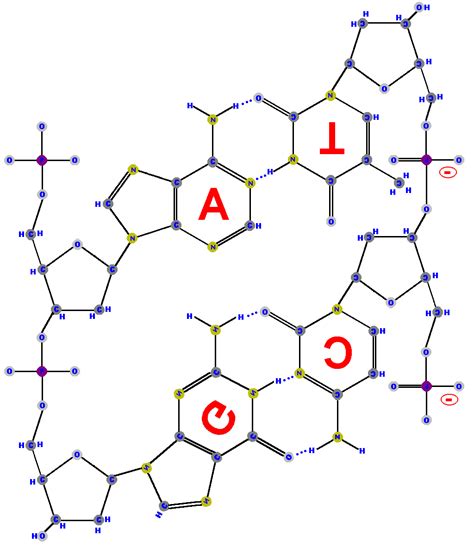 Phosphate In Dna