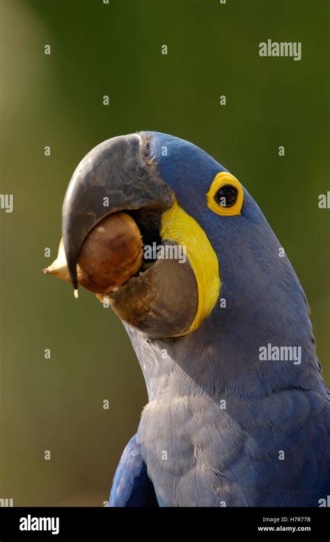 Hyacinth Macaw Anodorhynchus Hyacinthinus In Cerrado Habitat Cracking