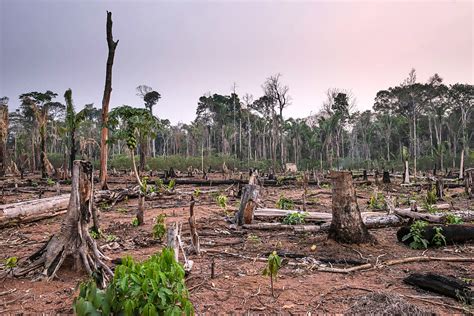 Un Projet De Lutte Contre La D Forestation Qui Fait D Bat Le