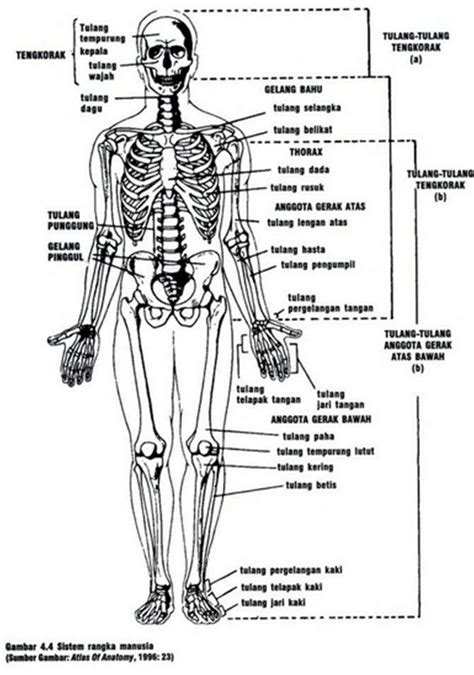 Sistem Gerak Rangka Pada Manusia Hot Sex Picture