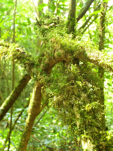 Nature Rain Forest Doi Inthanon Free Stock Photo - Public Domain Pictures