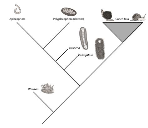 Palaeocast Palaeontology Podcasts