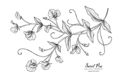 Sweet Peas Flower And Leaf Hand Drawn Botanical Illustration With Line