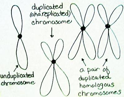 Difference Between Duplicated & Homologous Chromosomes