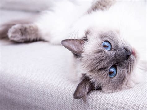 Blue Point Ragdoll Cats & Kittens: Breed Information - Cat Queries