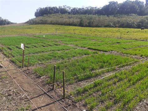 Acadêmicos de Agronomia realizam o cultivo de culturas de inverno