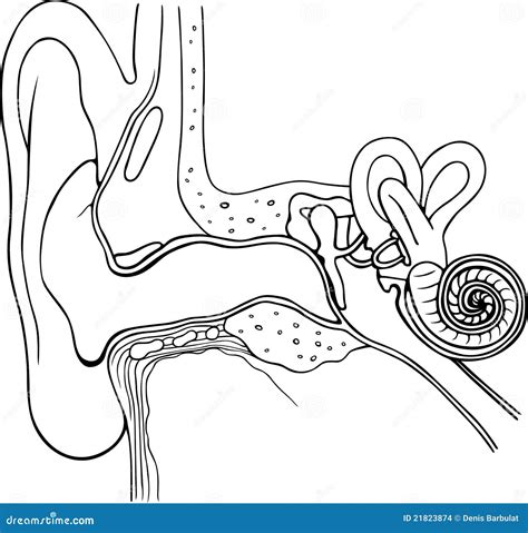 Anatomy Of The Human Ear Stock Vector Illustration Of Organ 21823874