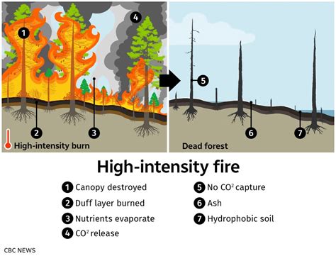 How Indigenous Cultural Burns Can Replenish Our Forests Cbc News