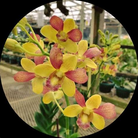 Buy Dendrobium Thongchai Gold X Thong Deang Orchid Online