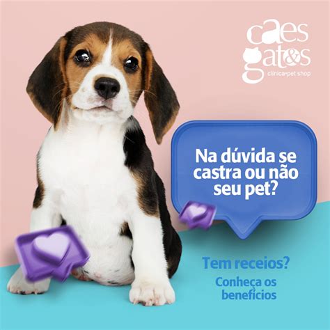 Na D Vida Se Castra Ou N O Seu Pet Tem Receios Conhe A Os Benef Cios