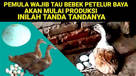 Pemula Wajib Tau Bebek Petelur Baya Akan Mulai Produksi Inilah Tanda