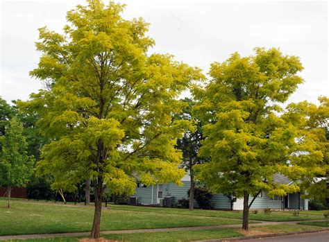 Robinia Pseudoacacia Friesia Nav Rumenolist Robinija Drevesnica