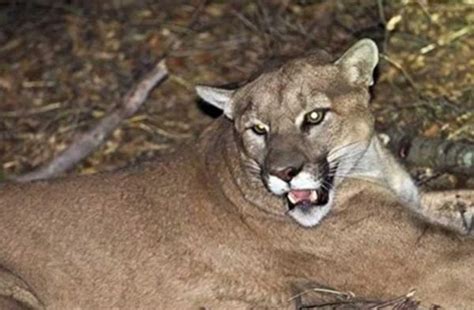 Reportan avistamiento de un puma suelto en la ciudad de Guamúchil