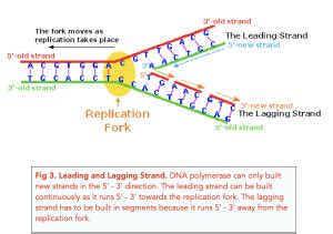 DNA Replication A Level Biology Study Mind