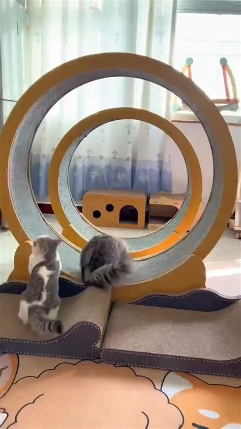 Cat Exercise Wheelferris Cat Wheel Exerciser For Indoor Cat Video In