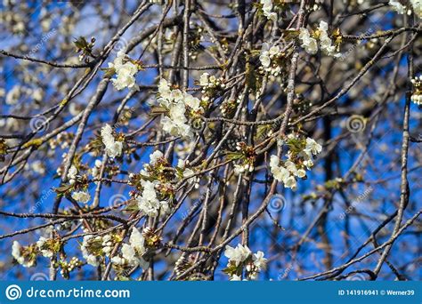 Fruit Tree Blossom Sour Cherry Prunus Cerasus Blossoms In Spring