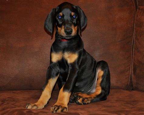 Female Doberman Pinscher Puppy 8 Weeks Old Flickr Photo Sharing