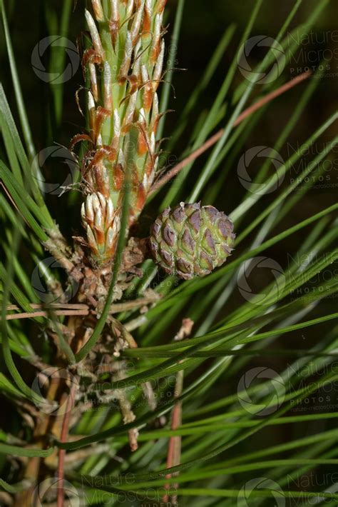 Pinus Hwangshanensis Huangshan Pine Female Strobilus Female