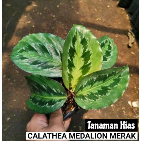 Jual Calathea Medallion Calathea Medalion Shopee Indonesia