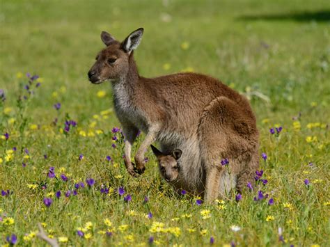 Ever Seen The Inside Of A Kangaroo Pouch Millions Of People On Tiktok