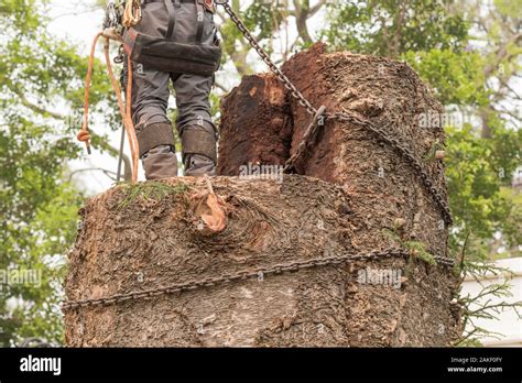 Trees Being Cut Down High Resolution Stock Photography and Images - Alamy