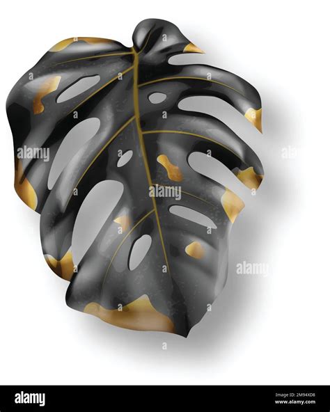 Hoja De Monstera Negra Y Dorada Tropical En Vector De Fondo Blanco