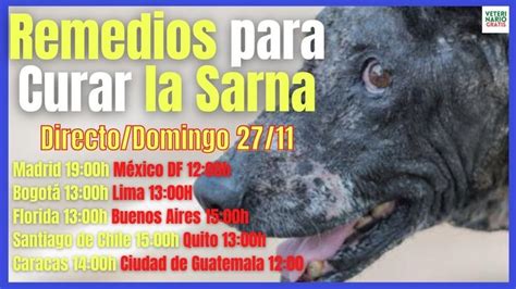 Como Curar Los Tipos De Sarna En Perros Con Remedios Caseros Y