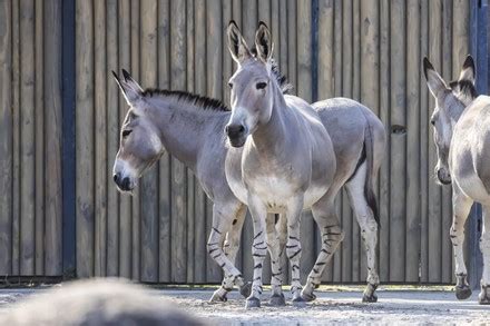 Somali Wild Ass Equus Africanus Somaliensis Editorial Stock Photo Stock Image Shutterstock
