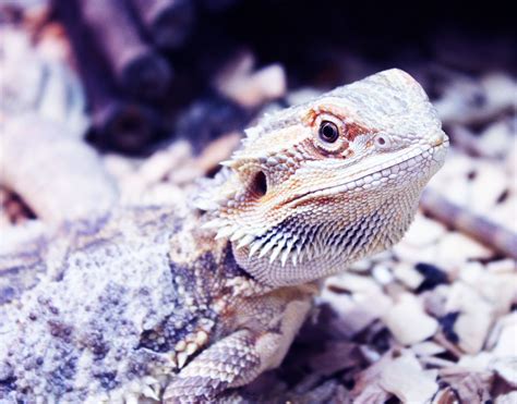 bearded dragon lizard Photography Projects, Bearded Dragon, Lizard ...