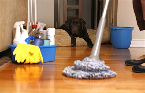 The Canine Spa Treatment: 5 Essential Habits For A Clean And Happy Home Dog