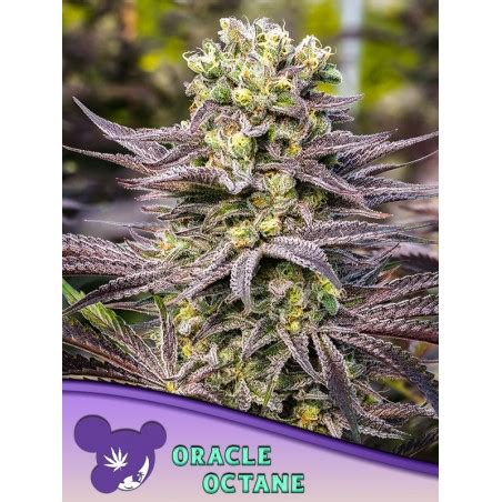 ORACLE OCTANE Anesia Seeds Sementes De Maconha Fem