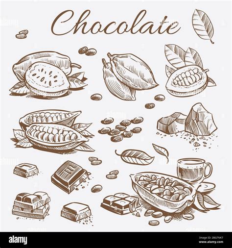 Cocoa Vector Vectors Im Genes Vectoriales De Stock P Gina Alamy