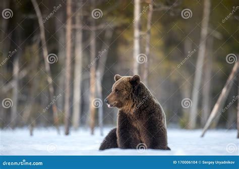 Orso Bruno Nella Foresta Invernale Habitat Naturale Fotografia Stock