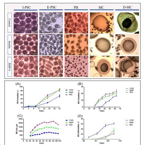 Figure Morphological And Developmental Changes In Diierent Stages Of