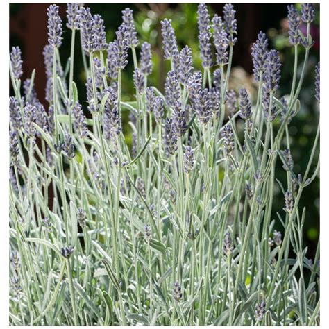 Lavandula angustifolia Dwarf Silver Lawenda wąskolistna